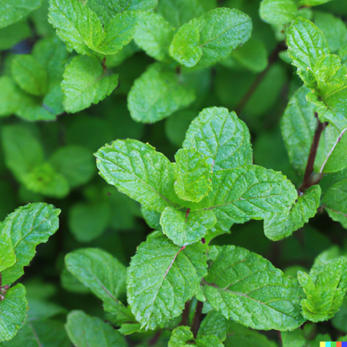 Peppermint Leaf (Organic) - Loose Leaf